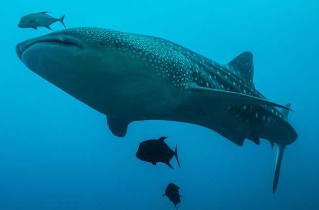 Hvalhaj Costa Rica