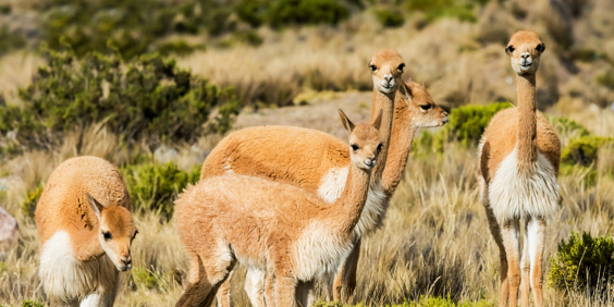 Peru Vikunja Flok