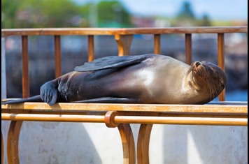 galapagos_soeloeve_13