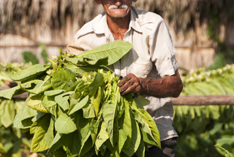 cuba - vinales_tobaksfarmer_01_hf