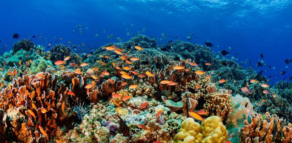 Coral Life Bali 2759860771