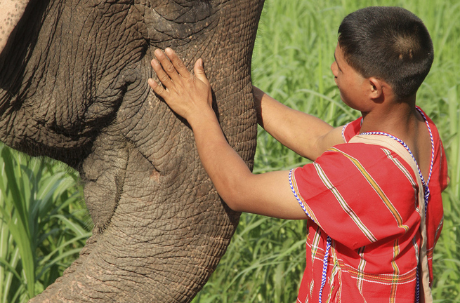 thailand - khao sok_elephant hills_elefanter_15_hf_02