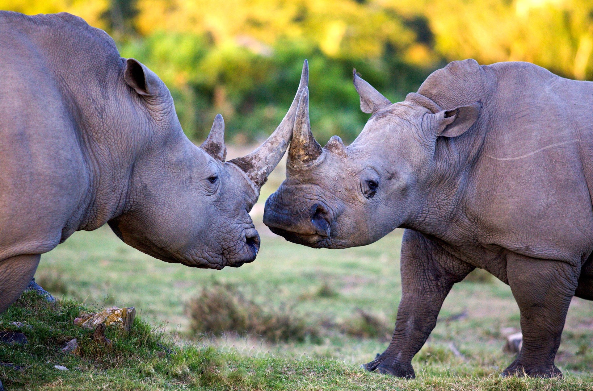 sydafrika - sydafrika_natur_naesehorn_03
