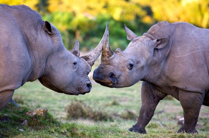 sydafrika - sydafrika_natur_naesehorn_03