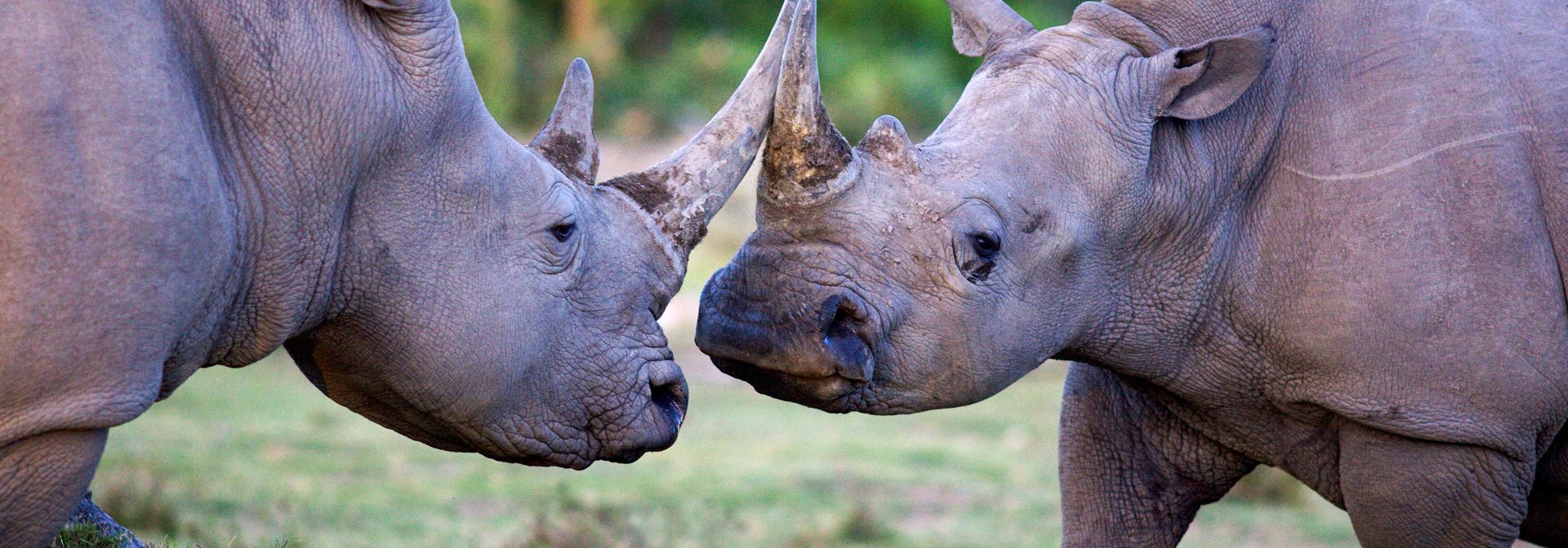 sydafrika - sydafrika_natur_naesehorn_03
