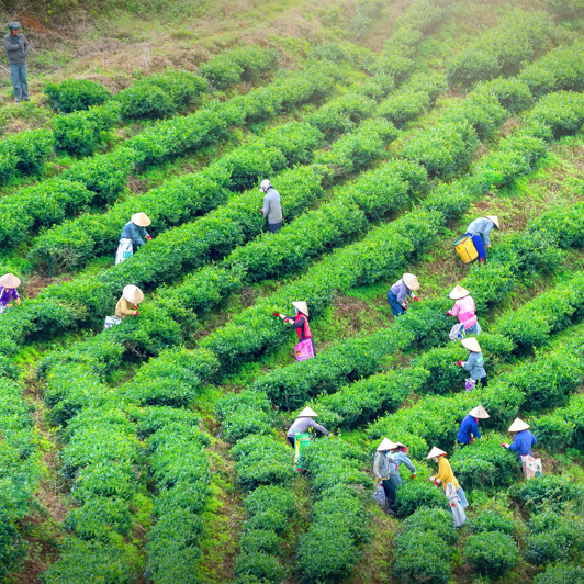 vietnam - dalat_te plantage_01