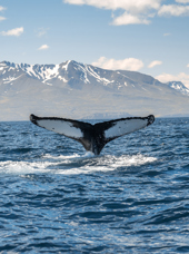 husavik_hval_01
