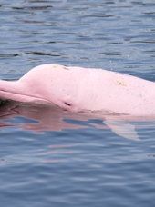 thailand - Khanom_lyseroede delfin_02