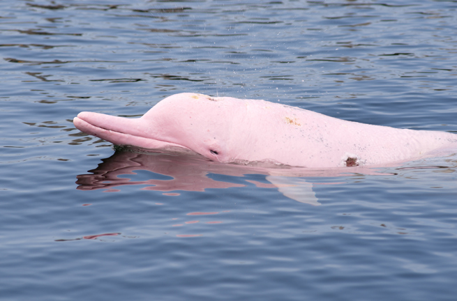 thailand - Khanom_lyseroede delfin_02