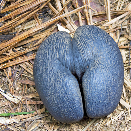 seychellerne - coco de mer_01