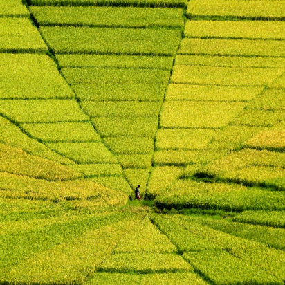 Flores Cancar Rismark As 181931508