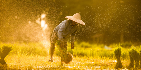 vietnam - vietnam_rismark_farmer_02