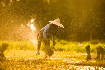 vietnam - vietnam_rismark_farmer_02
