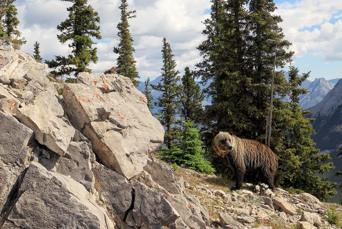 canada - canada_natur_bjoern_09
