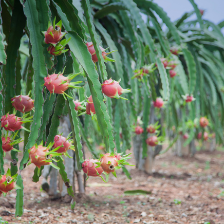 thailand - Khanom_dragefrugt plantage_01