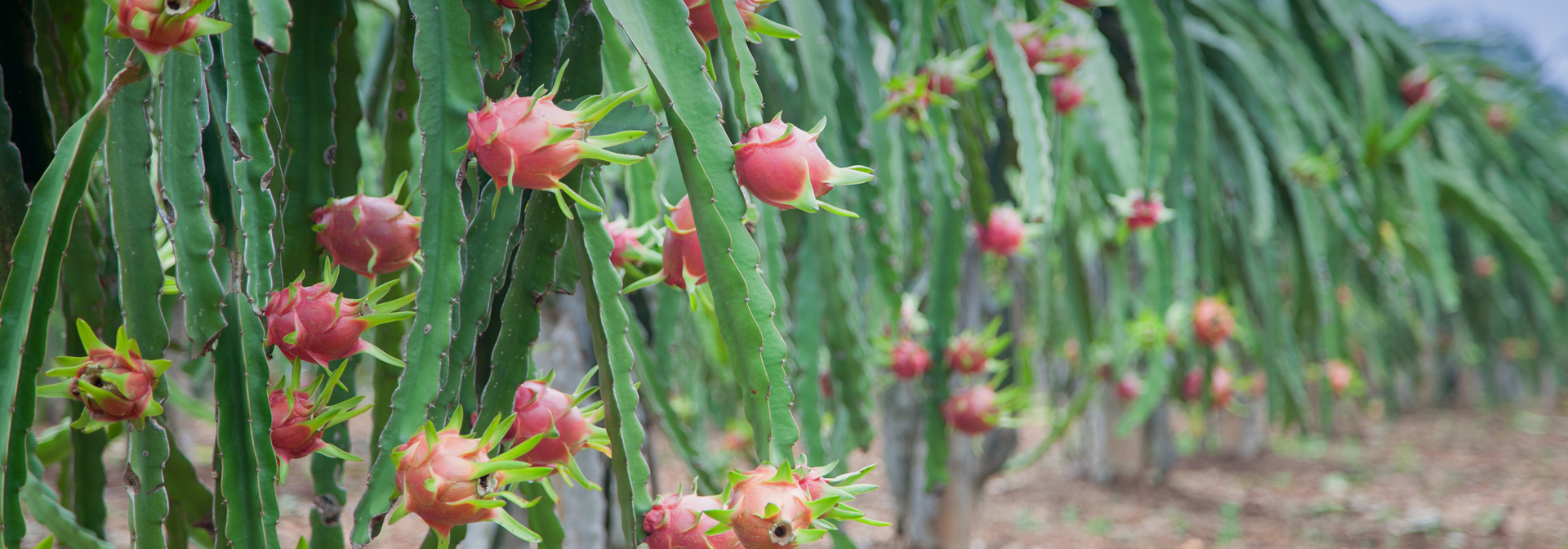 thailand - Khanom_dragefrugt plantage_01