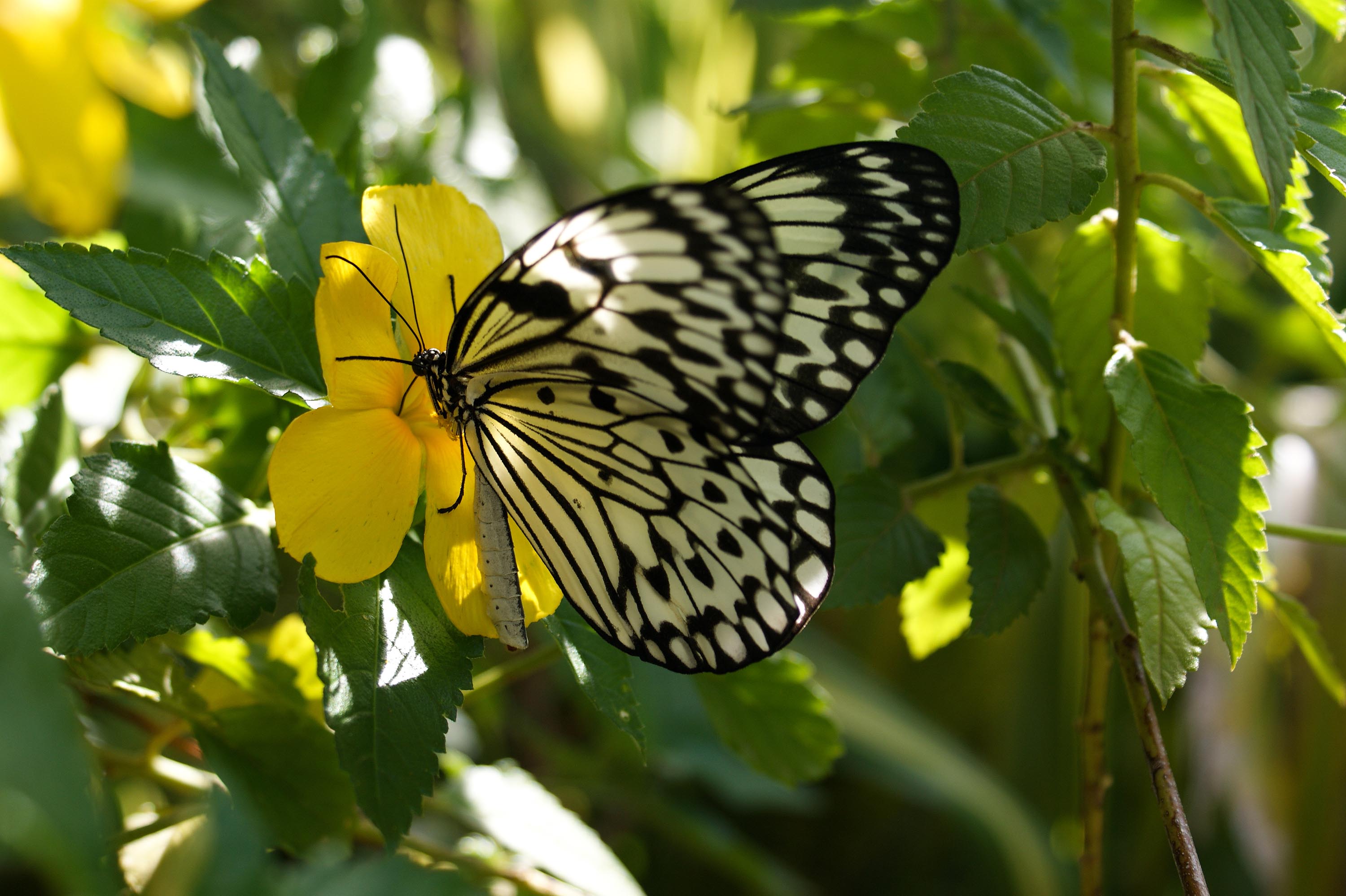 dansk vestindien - dansk vestindien_sommerfugl_02