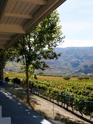 Douro dalen_Quinta da pacheca_02
