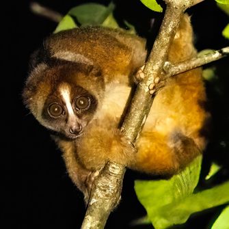 Utan Rainforest Lodge Slow Loris