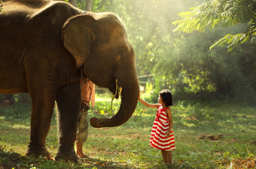 sri lanka - sri lanka_elefant_pige_01