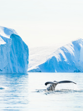 Pukkelhval_Ilulissat_fjord_01