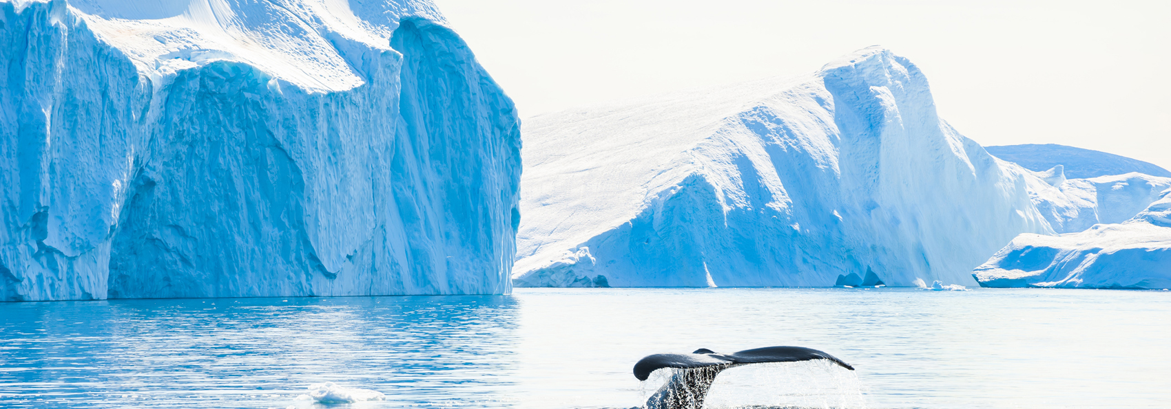 Pukkelhval_Ilulissat_fjord_01