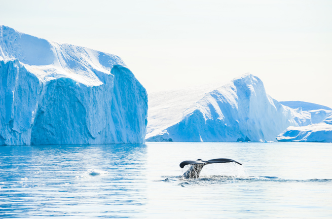 Pukkelhval_Ilulissat_fjord_01