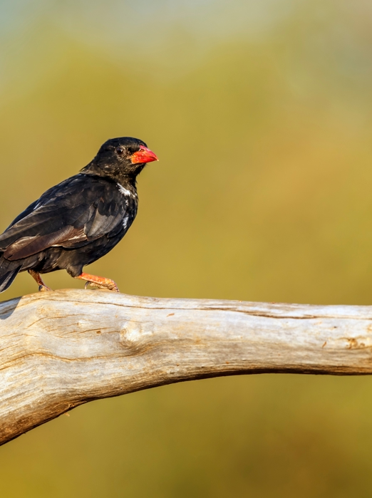 Bøffelvæveren, Small Five