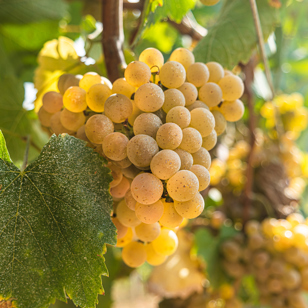 Alvarinho drue_01