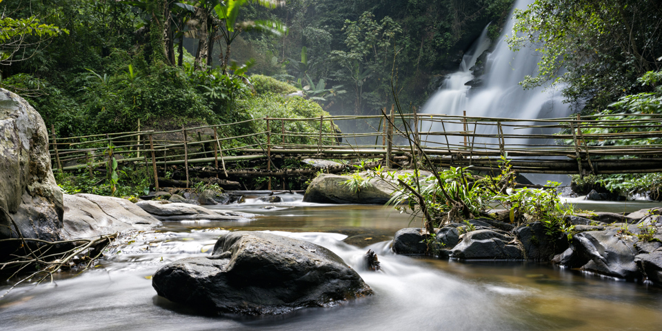 thailand - chiang mai_doi inthanon_skov_02