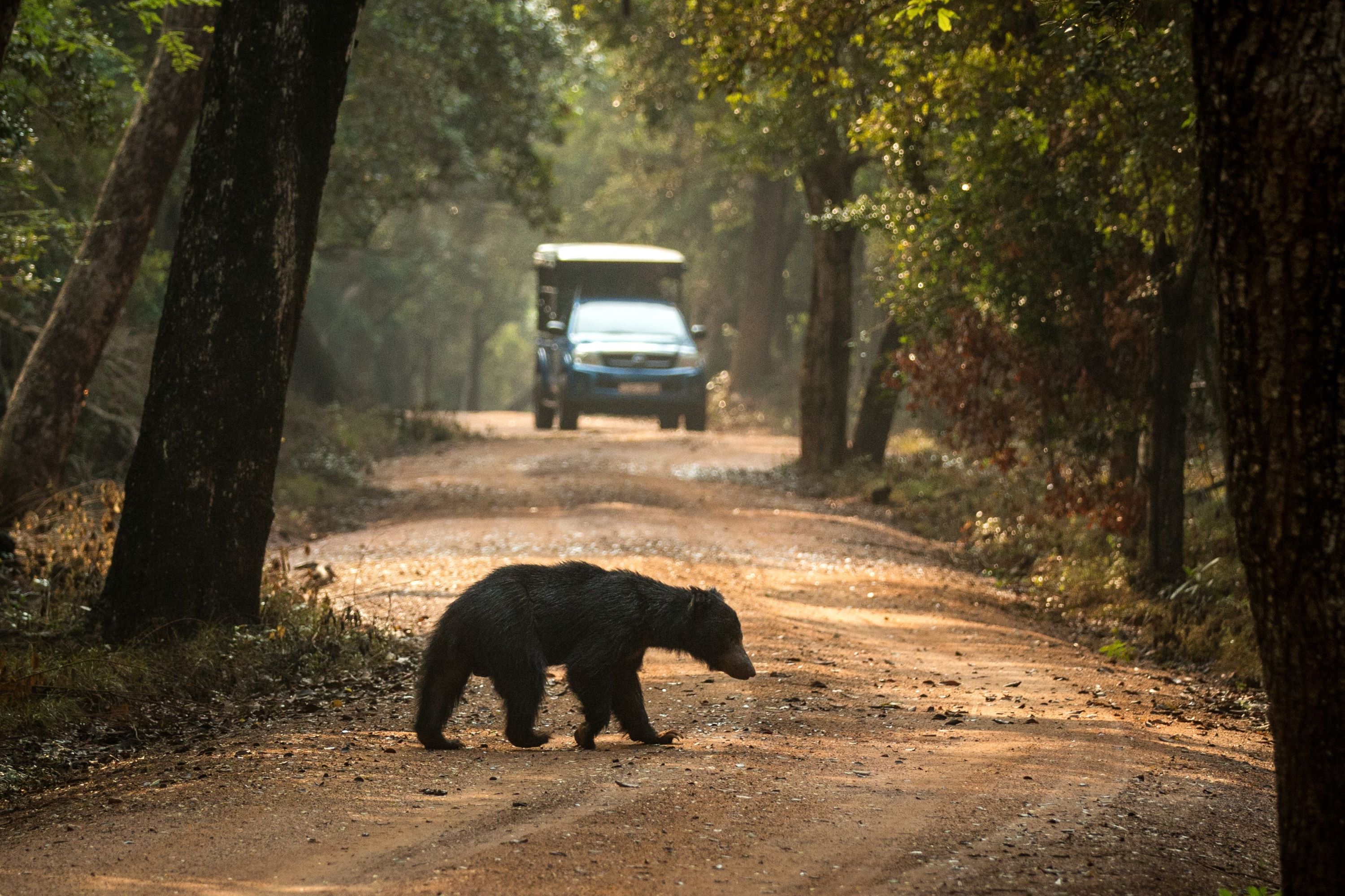Wilpattu National Park Læbebjørn 01 1686506998