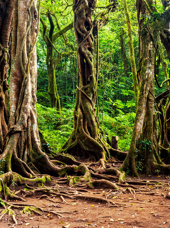 bali - bali banyan_01