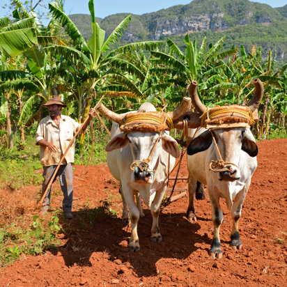 cuba - vinales bonde_02