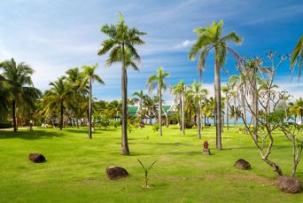 Thailand Koh Kho Khao Island Field Of Coconut Trees