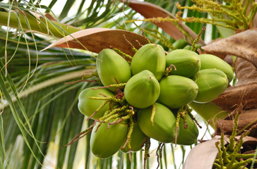 thailand - thailand_kokosplantage_01