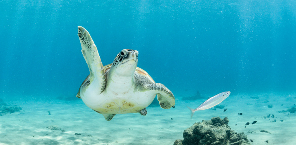 costa rica - skildpadde_01