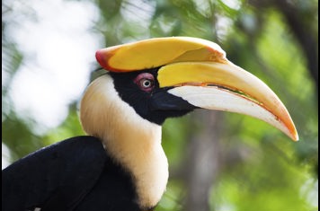 malaysia/borneo - borneo_næsehornsfugl_01