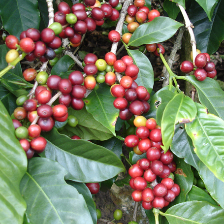 costa rica - doka kaffe_03