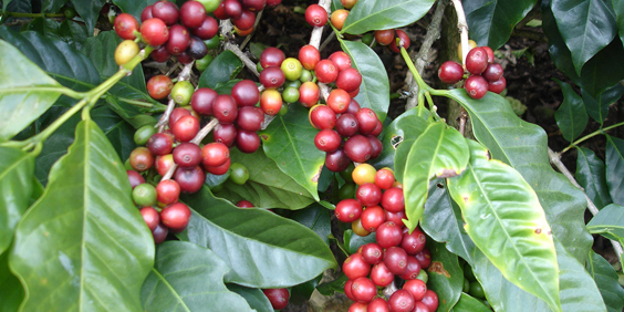 costa rica - doka kaffe_03