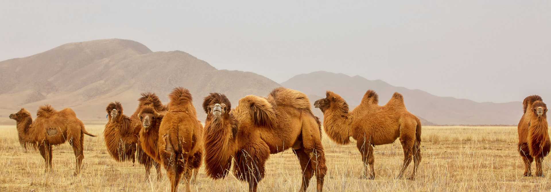 Mongoliet Baktriske Kameler Hero