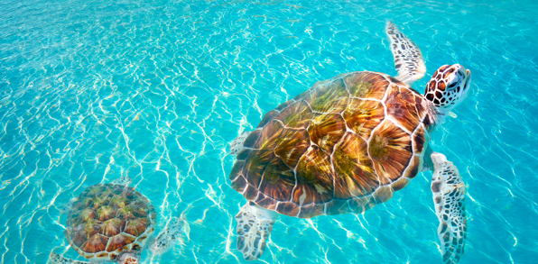 mexico - akumal_skildpadde_02