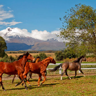 hacienda san augstin de calle_04