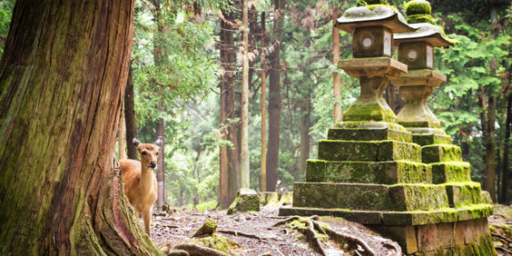 Nara Natur2