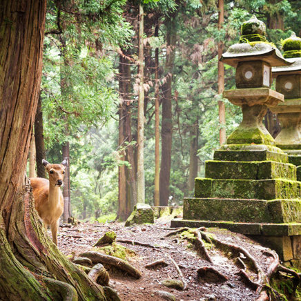 Nara Natur2