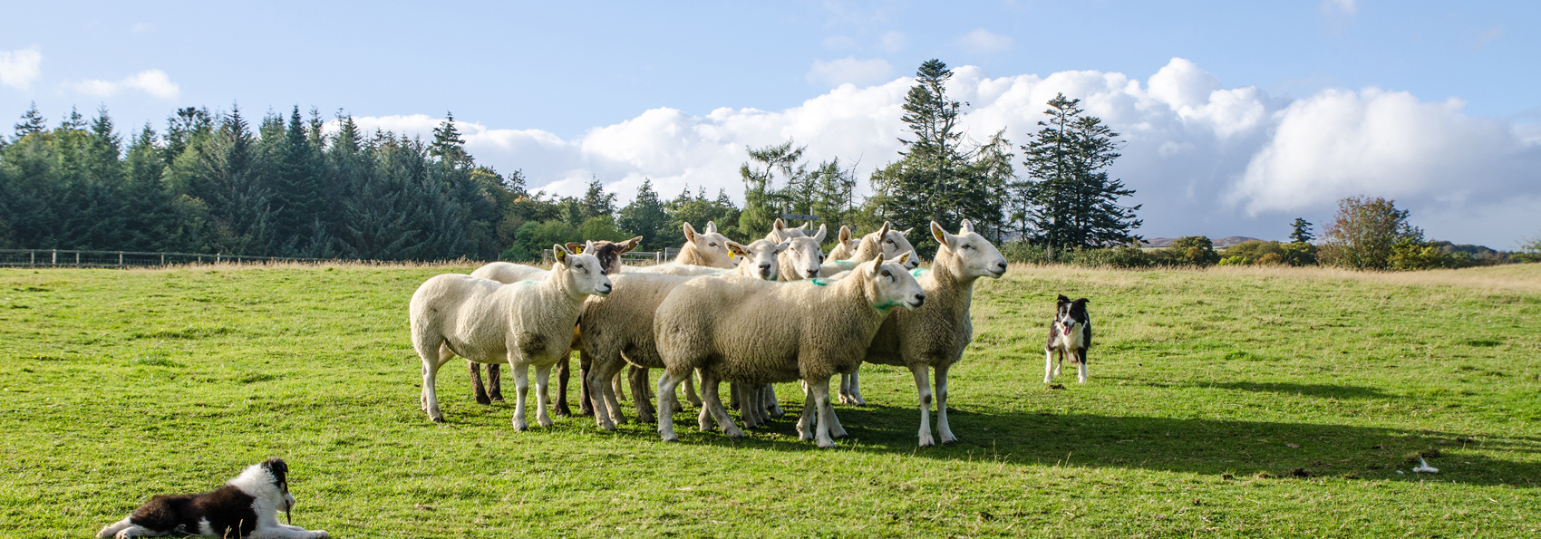 Irland Shepherd Dog Sheep GI