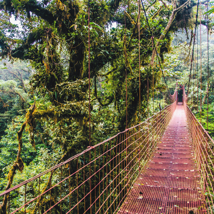 costa rica - monteverde_jungle_haengende_bro_08 2