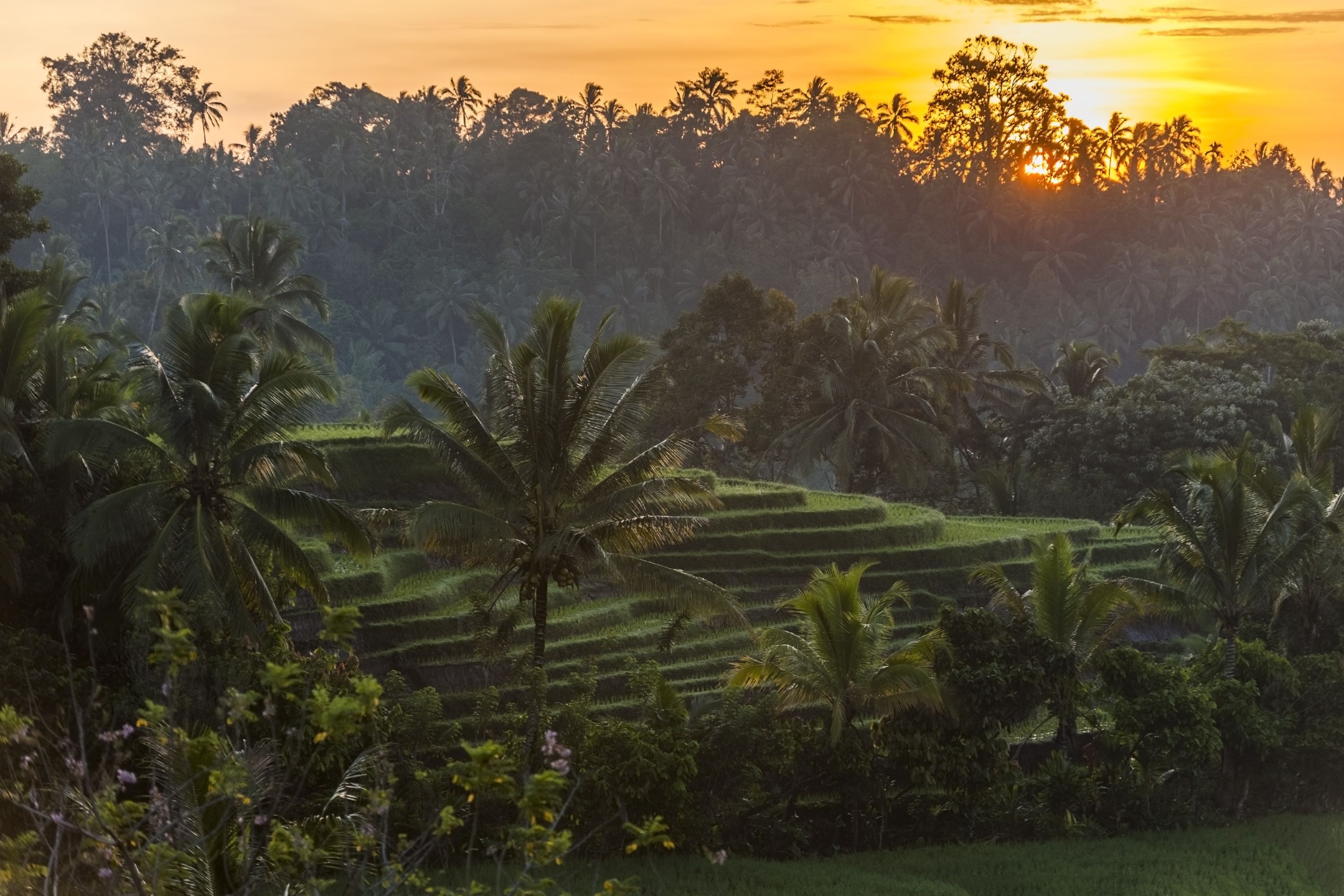 Belimbing Rismarker GI 636165034