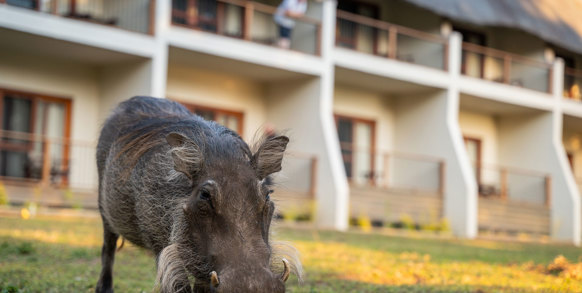 Chobe Safari Lodge Safari Rooms Udefra
