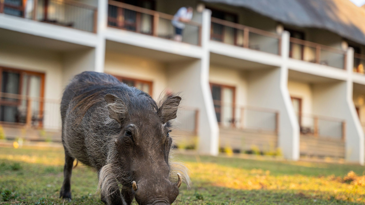 Chobe Safari Lodge Safari Rooms Udefra