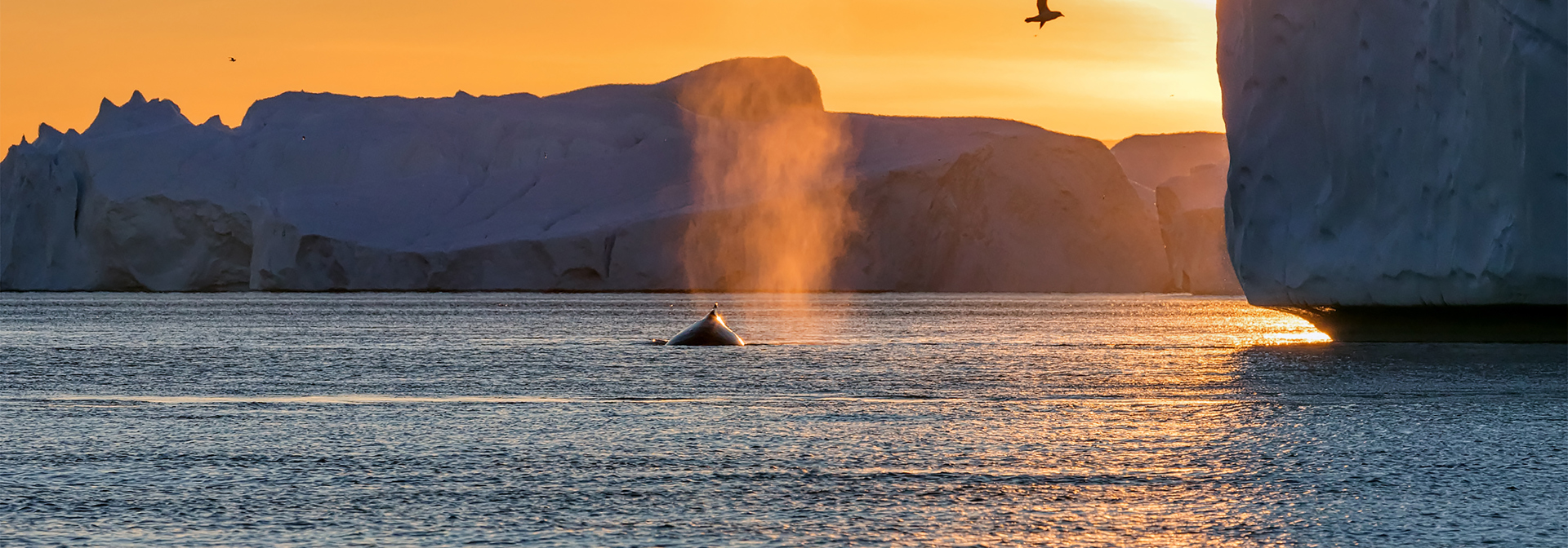 Diskobugten_Ilulissat_03